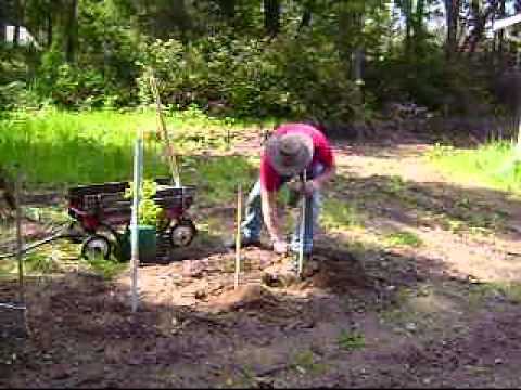 how to dig up and transplant raspberries