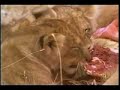 Lion vs Hyena -Athar Nadeem