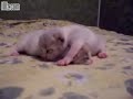 Newborn kittens