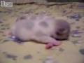 videos de Newborn kittens