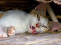 REALLY HOT CAT !!!