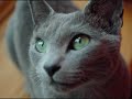 Bluestar tryout for badasi and rosi's warrior animation