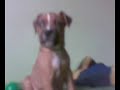 rednose-pitbull-puppy.html