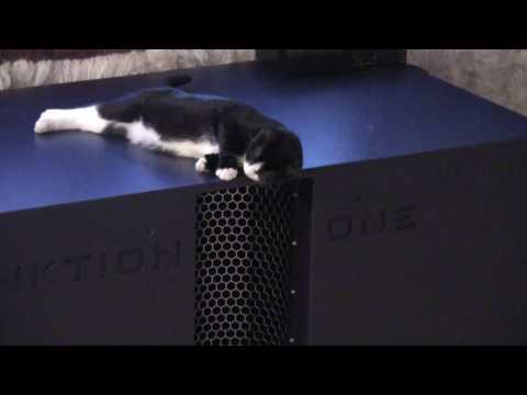 meowingtons likes the bass.