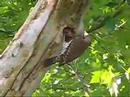 Northern Flicker feeding fledgelings 2 Northern Flicker feeding fledgelings 2