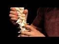 yoga anatomy - YogAnatomy Vol.2 - www.yoganatomy.com
