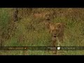 Lionesses hunt impala, then follow scent to den Lionesses hunt impala, then follow scent to den