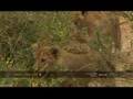 Lionesses hunt impala, then follow scent to den