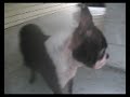 Rufus in the rain
