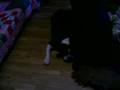 Antiguo Bulldog Inglés video