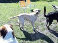 Deaf Dog Training off leash recall