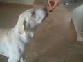 raw dog food diet