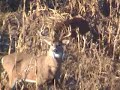 Wild Deer Hide in Corn Field - Good view 2 Big Bucks Wild Deer Hide in Corn Field - Good view 2 Big Bucks
