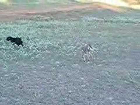 Giant Schnauzer and Deer Play - ...