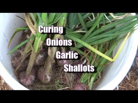 how to cure onions