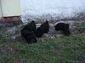 Boglyaszéli-H?séges Pulik 3. Boglyaszéli-H?séges Pulik 3.