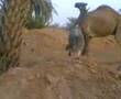 حمار دقر