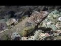 Green iguana epic journey - Wild Caribbean - BBC Nature