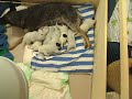 14.11. 3/3 Puppies to sale orig. australian cattle dogs