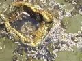 Tide Pools of Laguna Beach, California