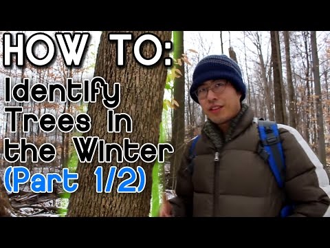 how to identify an elm tree