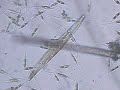 Cylindrothecia diatoms and a Pennate Diatom in the Weep