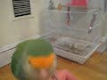 feety my lovebird