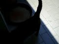 Hogan e Polly   1a parte