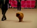 Expo.Canina Intl. Girona, Intl. Dog Show Girona Spain