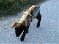 Domino- Ich bin ein Waisenkind, holt mich hier raus! Domino- Ich bin ein Waisenkind, holt mich hier raus!