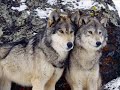 Wolves\