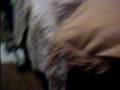 videos de my new c-walking shoes