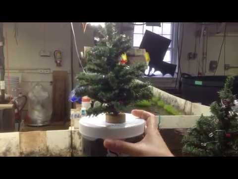 Christmas Tree Lights Powered by Microbes, Part I (in the light)