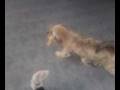 SV_A0007 (04.03.2007).mp4