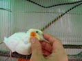 べたべたの甘えたさん。多頭飼いにも関わらずこの甘えたぶり。癒されます。Cockatiel　wants to petted any time. So cute!!