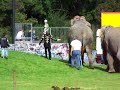 Circus Renz-Berlin