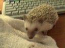 Baby Hedgehog Chewing and Annointing Baby Hedgehog Chewing and Annointing