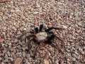 Ephebopus Murinus ou Mygale squelette.