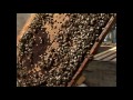 Видео - Домашнее пчеловодство медосбор