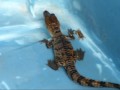 adopt_a_croc.wmv