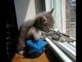 Animais em momentos Cr�ticos 2