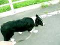 ボーダーコリー キース Border collie keith July/20/2008