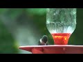 Male Ruby Throat Hummingbird