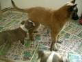 videos de Amstaff puppies Negkeny´s Bohemia and tervueren Best Choice Aboriginal Mystery