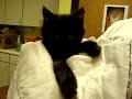 Marquette County Humane Society-Lane Marquette County Humane Society-Lane