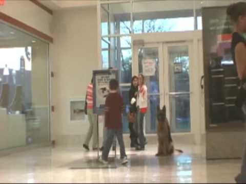 Bestfriends Dog Training www.MuttManners.com (516)785-8200