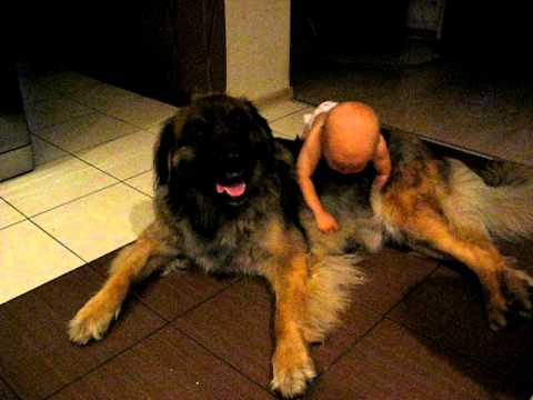 leonberger