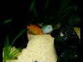 Metriaclima estherae - breeding Metriaclima estherae - breeding