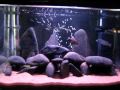 Nano malawi tank
