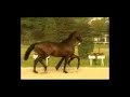 Wilkens - Premium Hanoverian stallion 16.3hh Wilkens - Premium Hanoverian stallion 16.3hh